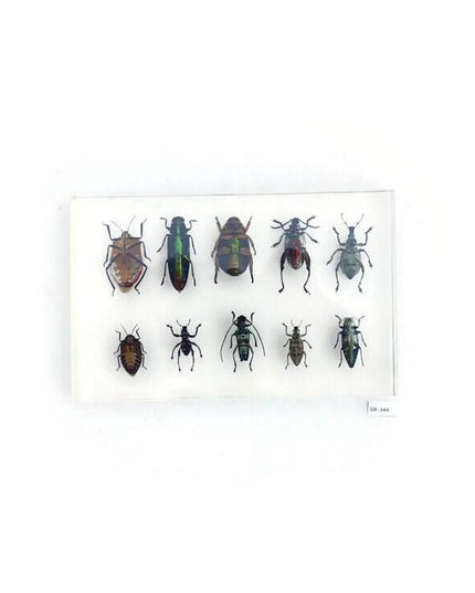 Mixed beetle collection in clear resin block: entomology gift