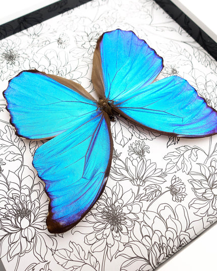 Framed giant blue morpho butterfly taxidermy, nature art