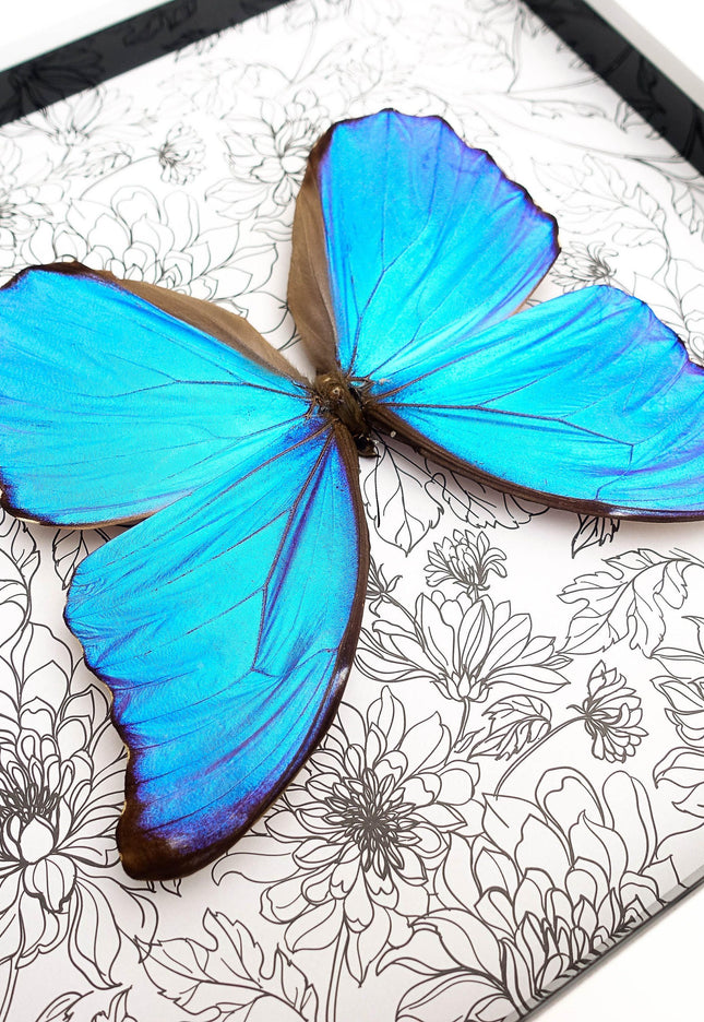 Framed giant blue morpho butterfly taxidermy, nature art