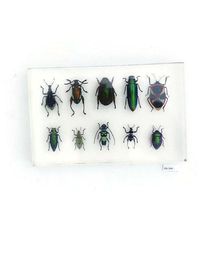 Mixed beetle collection in clear resin block: entomology gift