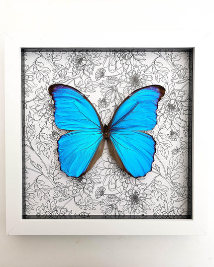 Framed giant blue morpho butterfly taxidermy, nature art