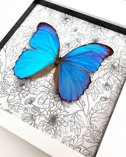 Framed giant blue morpho butterfly taxidermy, nature art