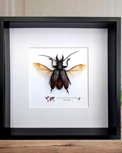 Anthracocentrus beringei, beetle taxidermy, spread wing beetle from drc, framed 8" x 8"
