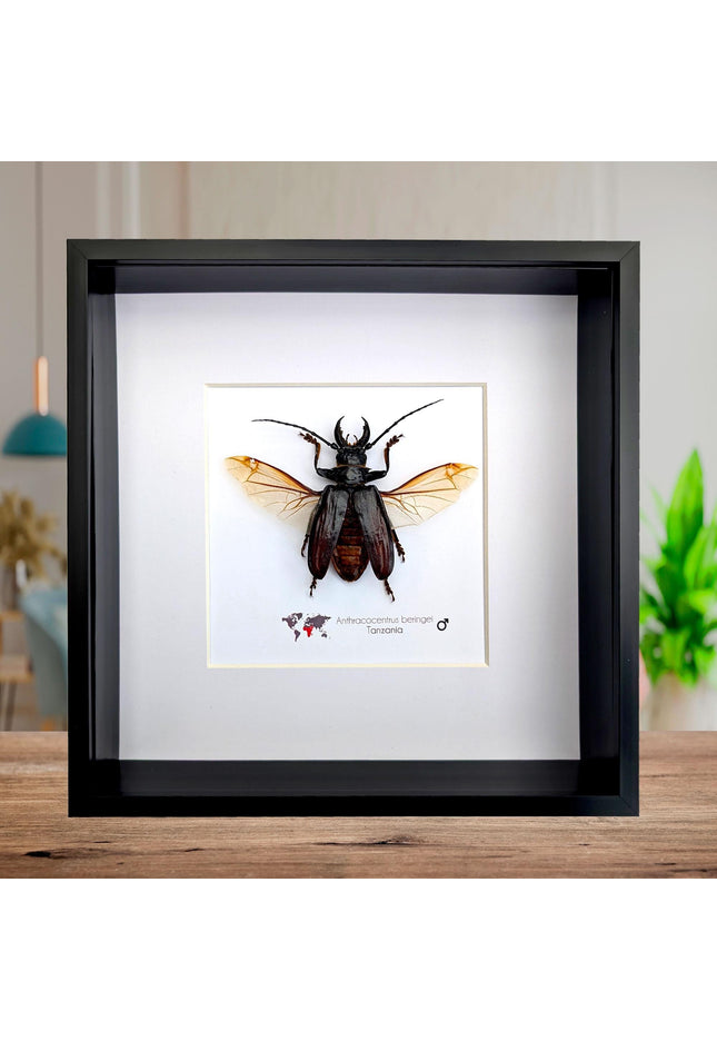 Anthracocentrus beringei, beetle taxidermy, spread wing beetle from drc, framed 8" x 8"