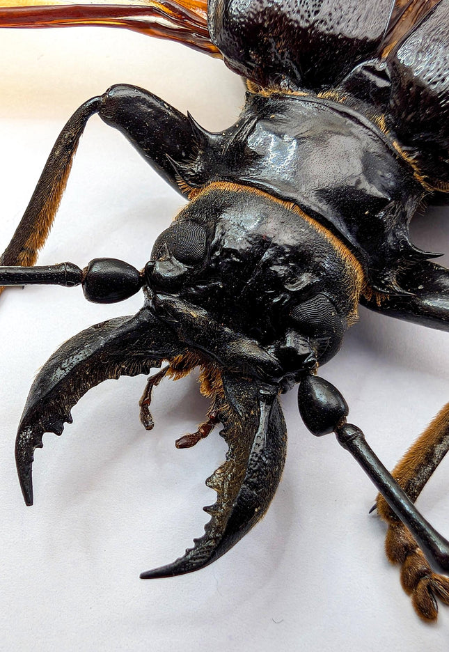 Anthracocentrus beringei, beetle taxidermy, spread wing beetle from drc, framed 8" x 8"