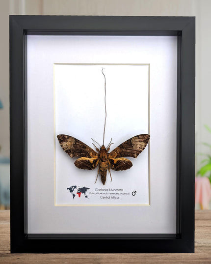 Framed coelonia fulvinotata hawkmoth moth display: entomology gift, bug collection (8"x10") science collection