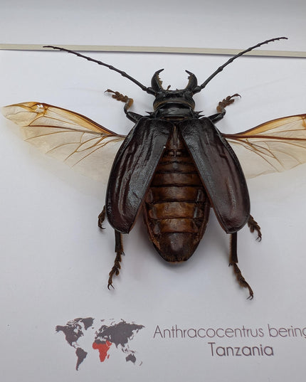 Anthracocentrus beringei, beetle taxidermy, spread wing beetle from drc, framed 8" x 8"