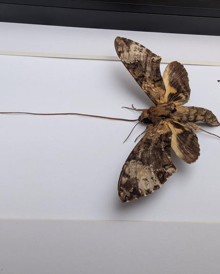 Framed coelonia fulvinotata hawkmoth moth display: entomology gift, bug collection (8"x10") science collection