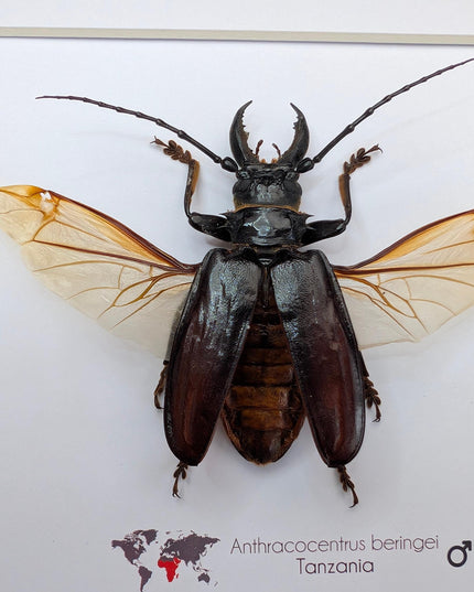 Anthracocentrus beringei, beetle taxidermy, spread wing beetle from drc, framed 8" x 8"
