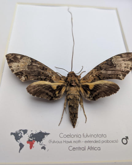 Framed coelonia fulvinotata hawkmoth moth display: entomology gift, bug collection (8"x10") science collection