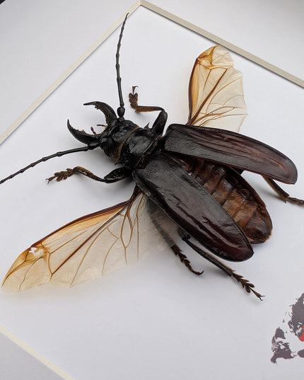 Anthracocentrus beringei, beetle taxidermy, spread wing beetle from drc, framed 8" x 8"