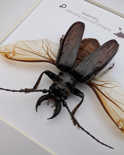 Anthracocentrus beringei, beetle taxidermy, spread wing beetle from drc, framed 8" x 8"