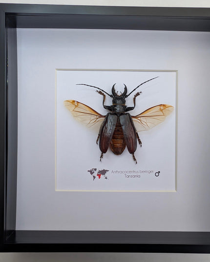 Anthracocentrus beringei, beetle taxidermy, spread wing beetle from drc, framed 8" x 8"