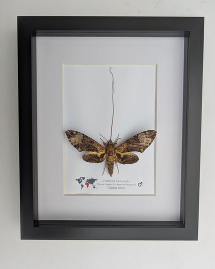 Framed coelonia fulvinotata hawkmoth moth display: entomology gift, bug collection (8"x10") science collection