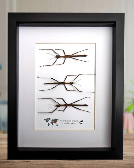 Acanthoxyla Prasina Set x3, Ethically Sourced Taxidermy, Halloween Decor