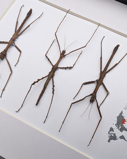 Acanthoxyla Prasina Set x3, Ethically Sourced Taxidermy, Halloween Decor