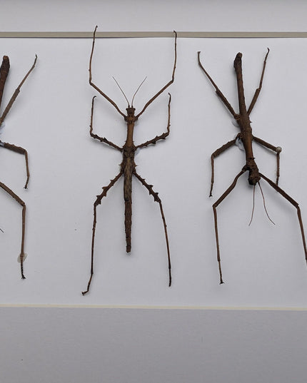 Acanthoxyla Prasina Set x3, Ethically Sourced Taxidermy, Halloween Decor
