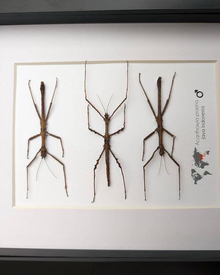 Acanthoxyla Prasina Set x3, Ethically Sourced Taxidermy, Halloween Decor