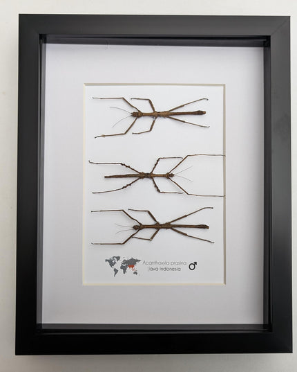 Acanthoxyla Prasina Set x3, Ethically Sourced Taxidermy, Halloween Decor