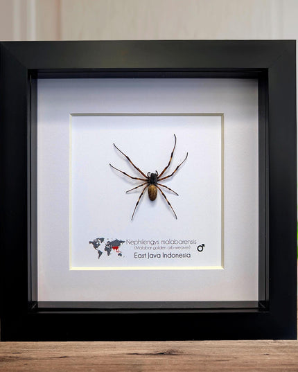 Framed Malabar Banana Spider, Colorful Insect Display (6" x 6")