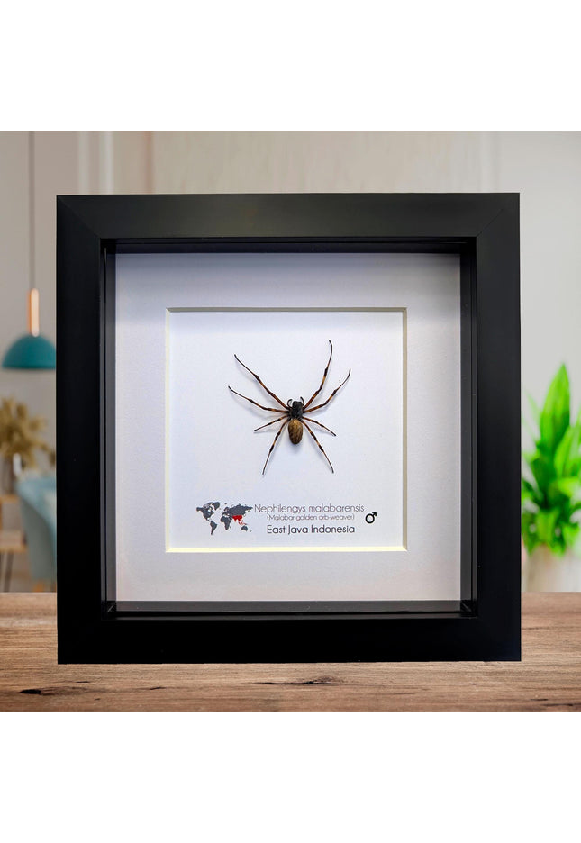 Framed Malabar Banana Spider, Colorful Insect Display (6" x 6")