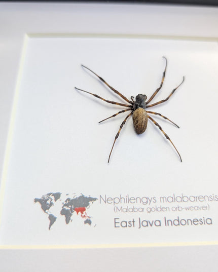 Framed Malabar Banana Spider, Colorful Insect Display (6" x 6")