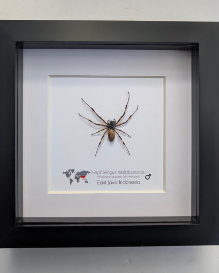 Framed Malabar Banana Spider, Colorful Insect Display (6" x 6")