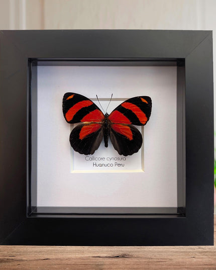 Framed eighty-eight butterfly: callicore cynosura from peru (4x4)