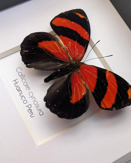 Framed eighty-eight butterfly: callicore cynosura from peru (4x4)