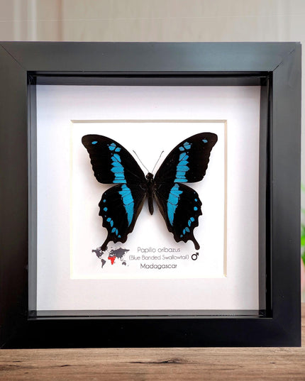 Papilio oribazus, the madagascan swallowtail, butterfly from madagascar, wall decor, taxidermy butterfly, entomology present, 6x6
