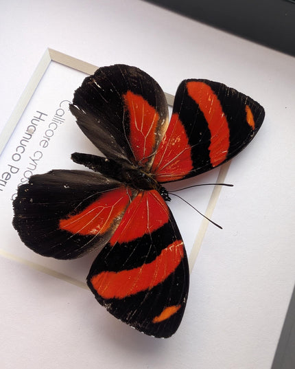 Framed eighty-eight butterfly: callicore cynosura from peru (4x4)