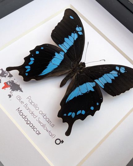 Papilio oribazus, the madagascan swallowtail, butterfly from madagascar, wall decor, taxidermy butterfly, entomology present, 6x6
