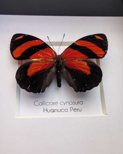 Framed eighty-eight butterfly: callicore cynosura from peru (4x4)
