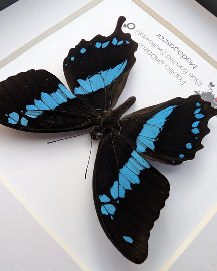 Papilio oribazus, the madagascan swallowtail, butterfly from madagascar, wall decor, taxidermy butterfly, entomology present, 6x6