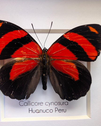 Framed eighty-eight butterfly: callicore cynosura from peru (4x4)