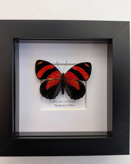 Framed eighty-eight butterfly: callicore cynosura from peru (4x4)
