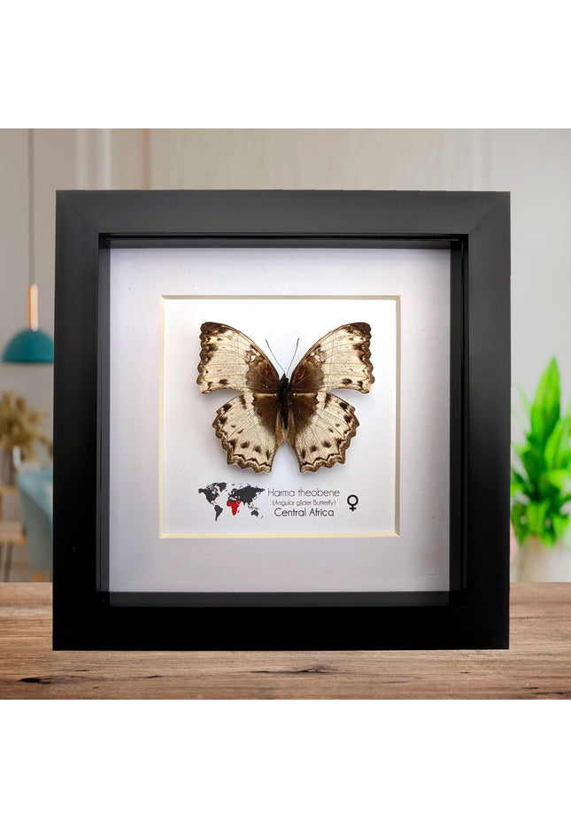 Framed harma theobene butterfly taxidermy, entomology display