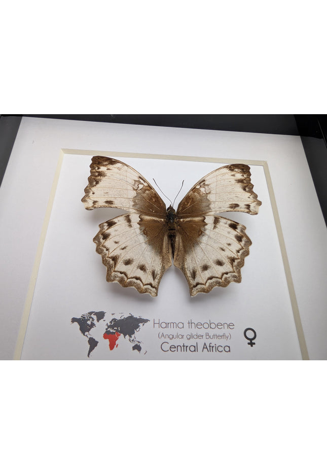 Framed harma theobene butterfly taxidermy, entomology display