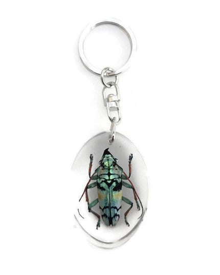 Real longhorn beetle keyring: tmesisternus rafaelae, crystal clear resin