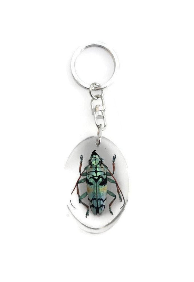 Real longhorn beetle keyring: tmesisternus rafaelae, crystal clear resin
