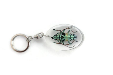 Real longhorn beetle keyring: tmesisternus rafaelae, crystal clear resin