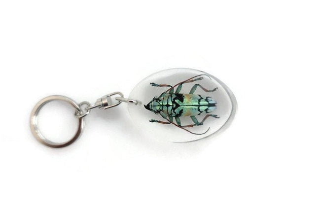 Real longhorn beetle keyring: tmesisternus rafaelae, crystal clear resin