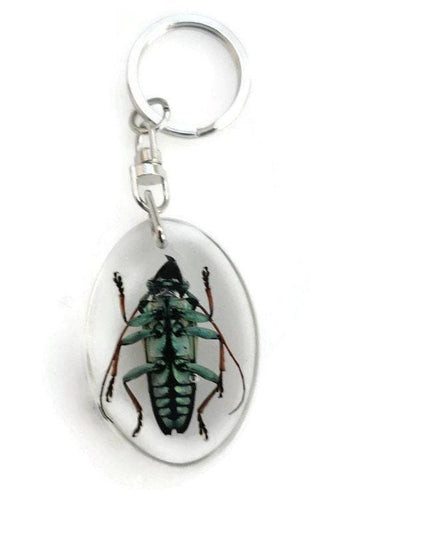 Real longhorn beetle keyring: tmesisternus rafaelae, crystal clear resin