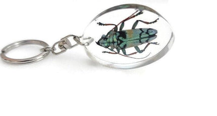 Real longhorn beetle keyring: tmesisternus rafaelae, crystal clear resin
