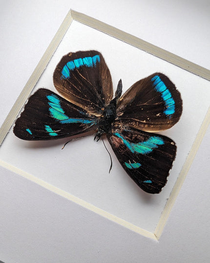 Framed perisama lebasii butterfly taxidermy, 4" x 4", peru
