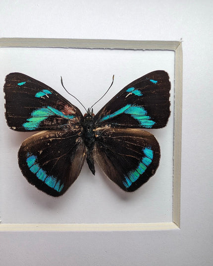 Framed perisama lebasii butterfly taxidermy, 4" x 4", peru