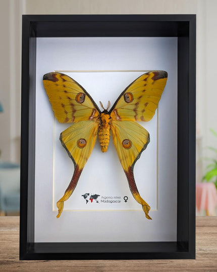 Framed comet moth: Argema mitrei female - Madagascar wall art (a4)