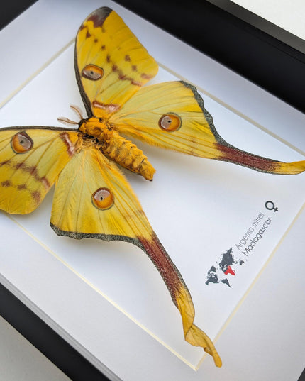 Framed comet moth: Argema mitrei female - Madagascar wall art (a4)