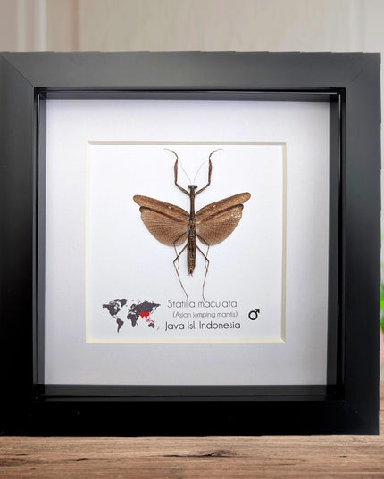 Framed asian long-headed mantis: ethically sourced entomology wall decor