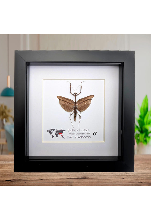 Framed asian long-headed mantis: ethically sourced entomology wall decor